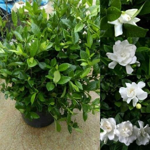 COMBO 2 BẦU CÂY GIỐNG Hoa bạch thiên hương-nguyên bầu cây giống