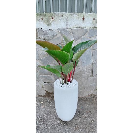 Chậu Cây Trầu Bà Đế Vương Đỏ