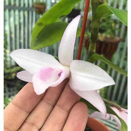 Cốc lan phi điệp đột biến 5 cánh HỒNG NHẬT HẠ, hoa cực đẹp, cực hiếm, hàng gieo hạt, cây y hình