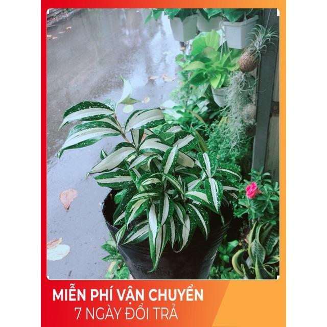 Trúc Nữ Hoàng