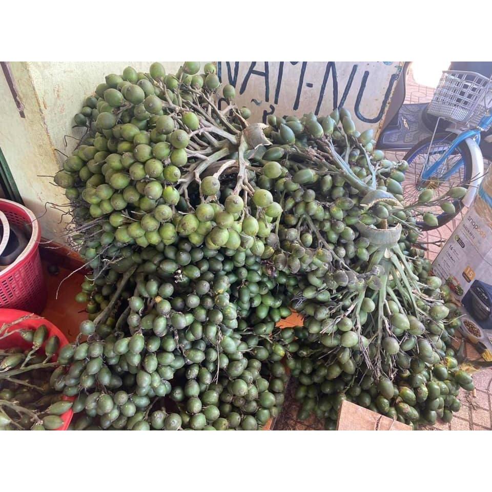 SẢN PHẨM: CÂY GIỐNG CAU LÙN TỨ QUÝ