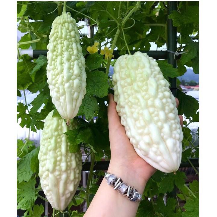 Combo 4 gói khổ qua -Kèm gói kích mầm