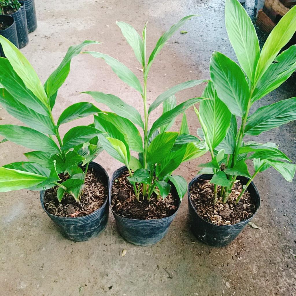 Cây hoa hạnh phúc - cây cảnh trong nhà + tặng phân bón cho cây