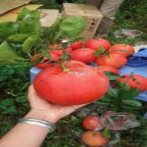 CÂY GIỐNG BƯỞI ĐỎ LUẬN VĂN TIẾN VUA
