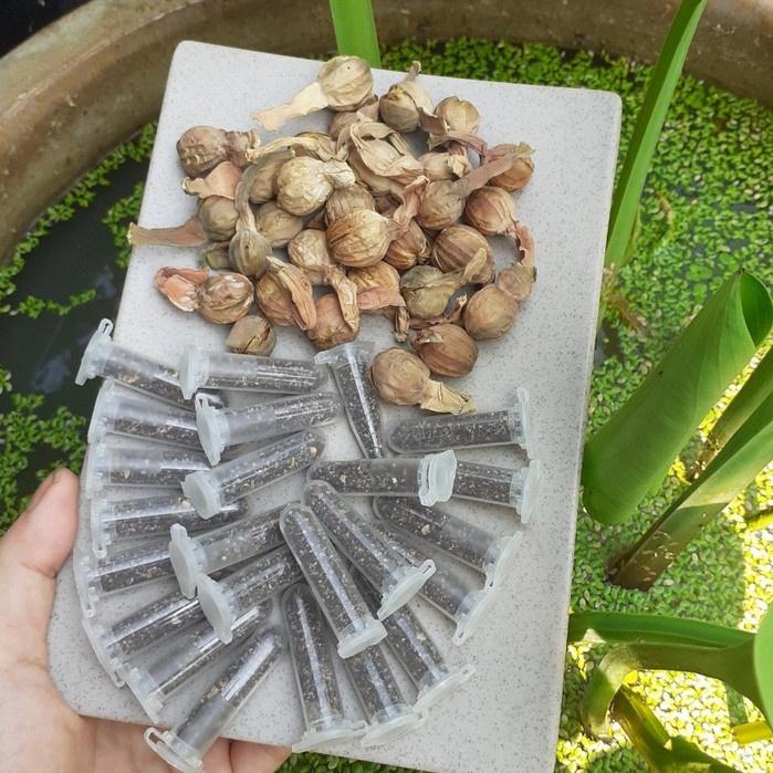 Bộ  2 gói hạt giống cây kèo nèo ,hạt giống chuẩn f1 -1 gói 5 gram