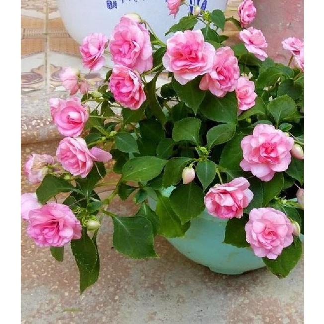 Hạt giống hoa ngọc thảo kép mix - gói 5 hạt