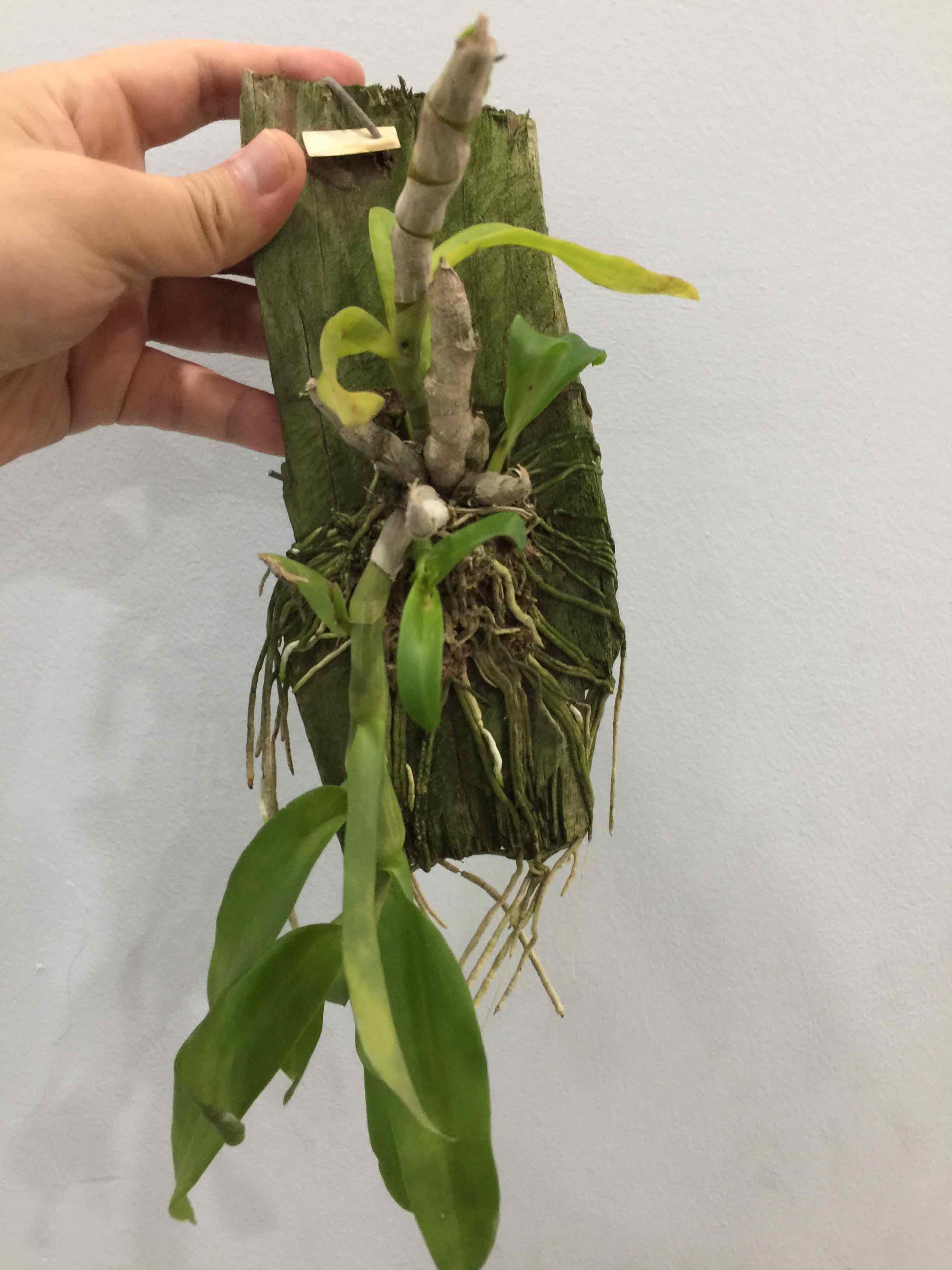 Phong lan Trầm trắng cam kết chất lượng