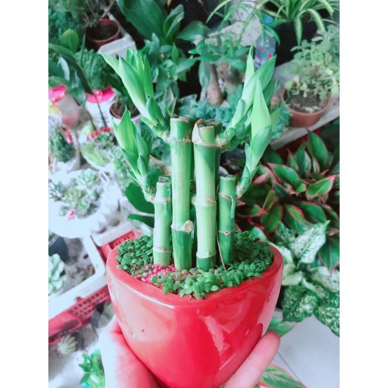 Chậu cây phát tài Bán Chạy