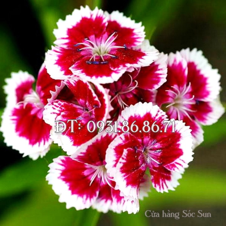 Hạt giống hoa cẩm chướng mix màu – Bịch 10 hạt – Mã số 1505