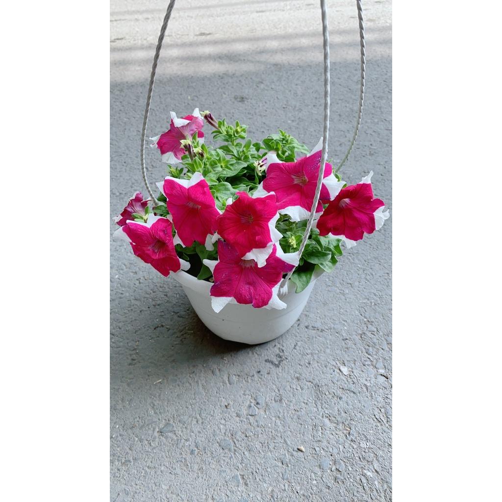 Chậu Hoa Dạ Yến Thảo