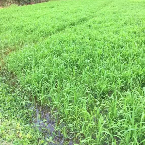 Hạt giống cỏ Ubon Paspalum - Cỏ xả chịu ngập - gói 100g