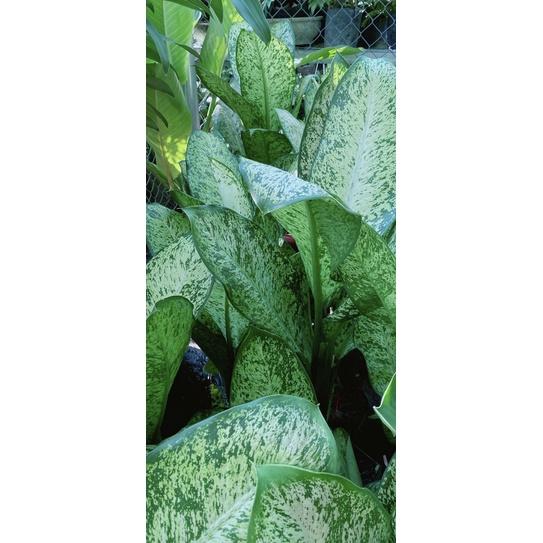 Cây Tỷ Phú Lớn