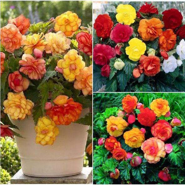 Hạt giống hoa thu hải đường kép mix màu - gói 5 hạt