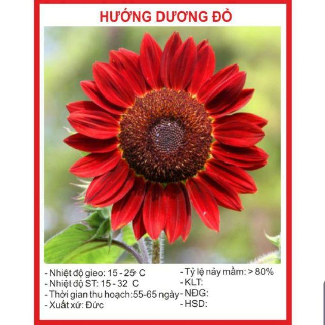 Hạt Giống Hoa Hướng Dương Đỏ