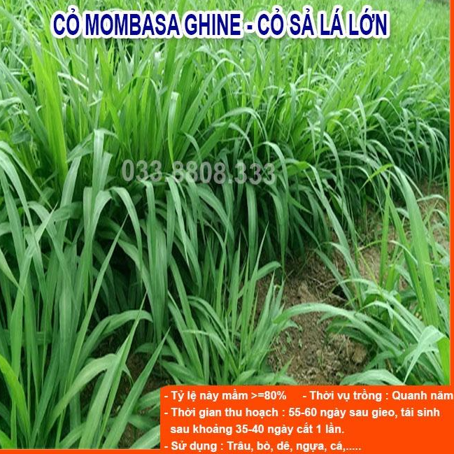 4 Loại Hạt Cỏ Chăn Nuôi - Cỏ Voi Lai, Mombasa Ghine, Lục Lạc Sợi, Alfalfa Linh Lăng