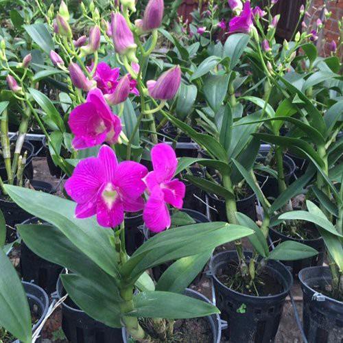 Cây giống dendro nắng thơm đủ màu, siêu hoa, hoa siêu thơm - cgdrndm
