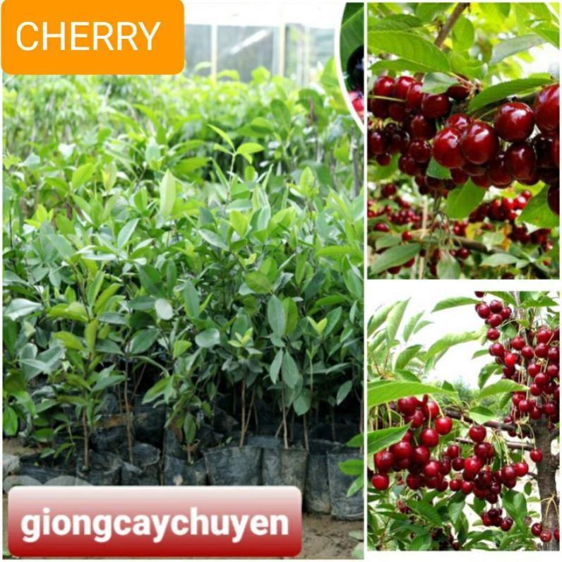 GIỐNG CÂY CHERRY BRAZIL