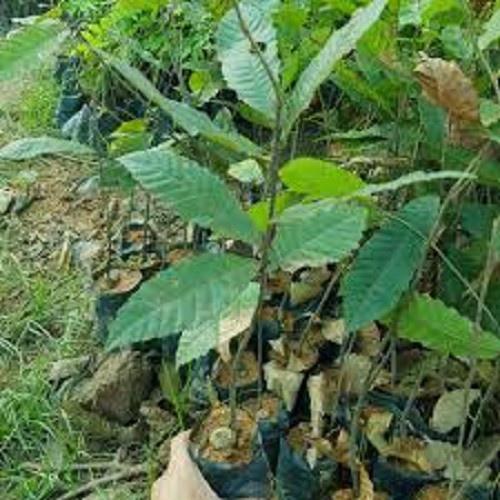 CÂY GIỐNG CÂY HẠT DẺ TRÙNG KHÁNH ,LOẠI HẠT TO, SIÊU QUẢ,SIÊU HẠT, SIÊU KINH TẾ, CAM KẾT GIỐNG CHUẨN F1