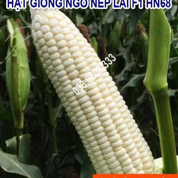 Hạt Giống Ngô Nếp HN68 100gram - Ngô Năng Suất Cao Dẻo Thơm Ngon Đều Hạt