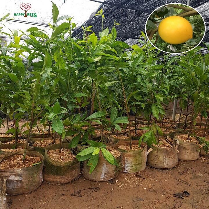 Cây Vú Sữa Hoàng Kim giống