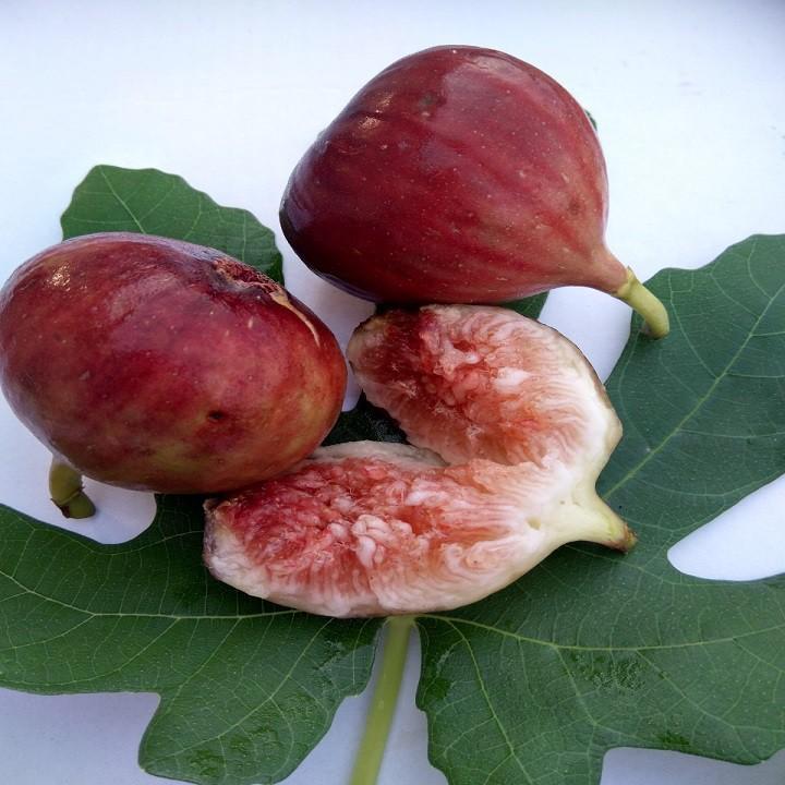 CÂY GIỐNG SUNG MỸ CAMY QUẢ TO SIÊU NGỌT