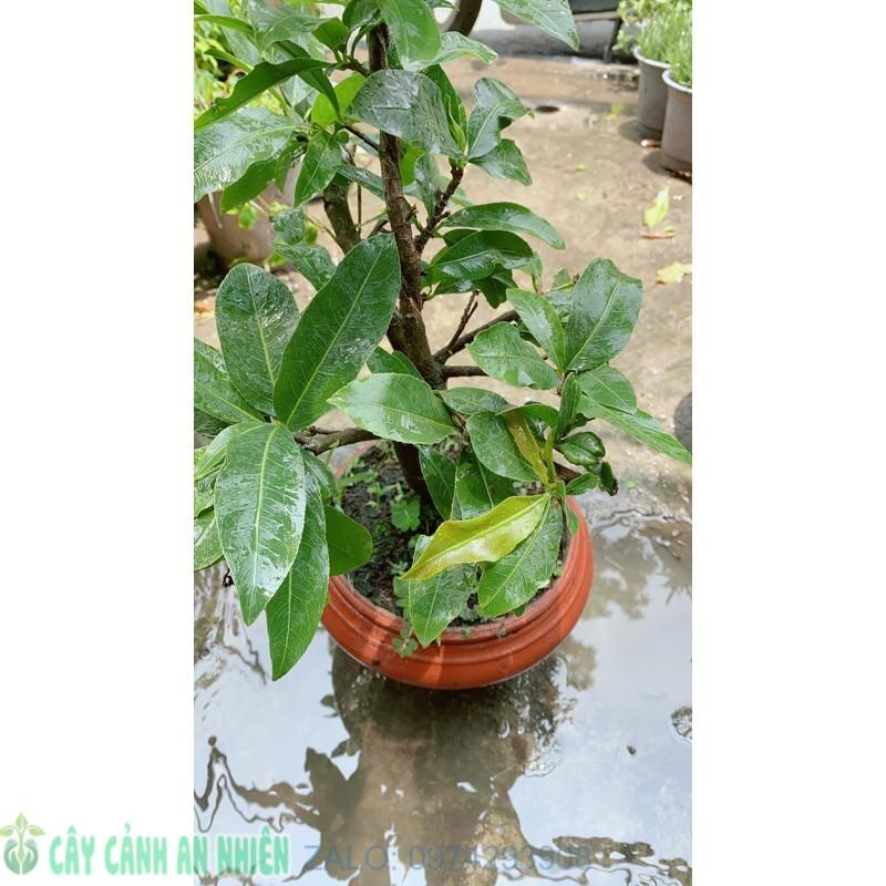 Chậu Mai Vàng