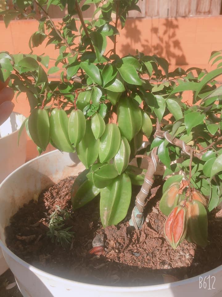 Cây giống Khế Thái