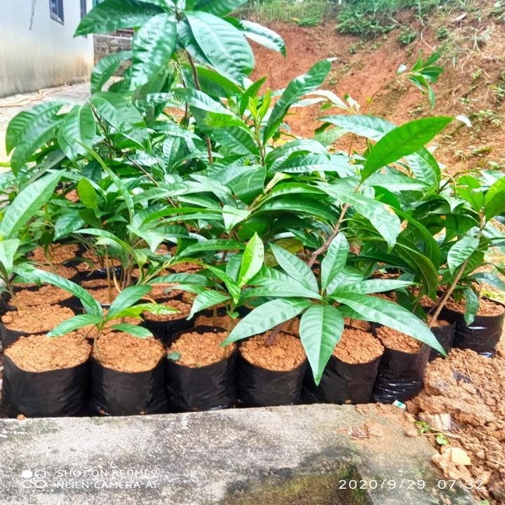 CÂY TRỨNG GÀ - LÊ KI MA CHUẨN GIỐNG F1