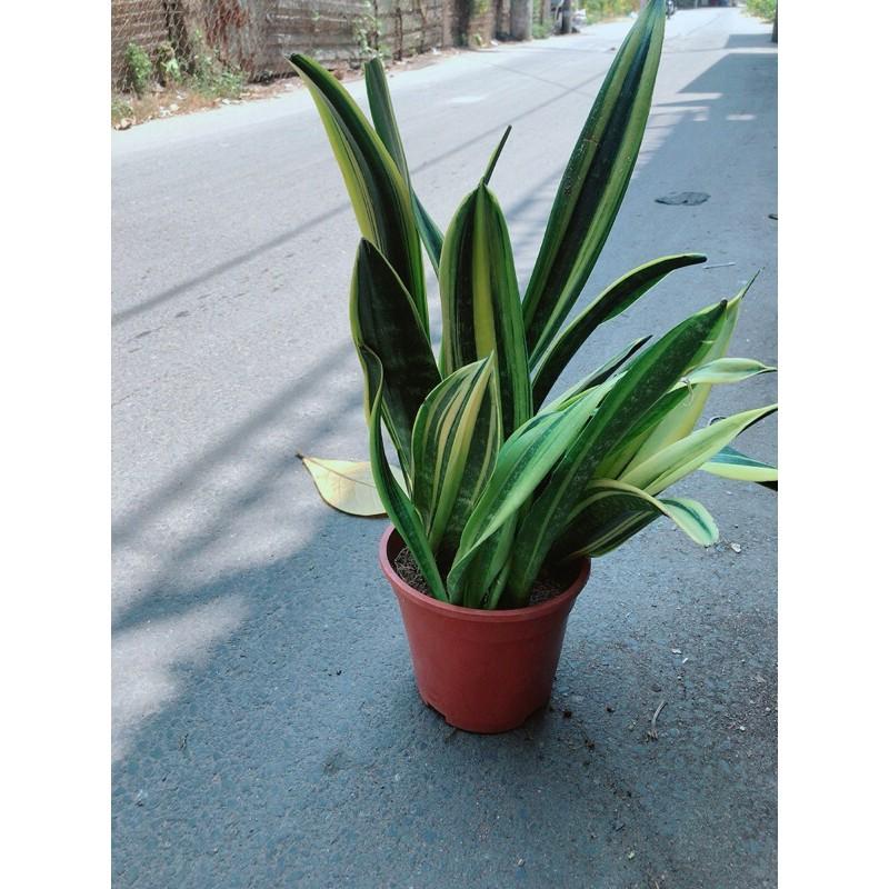 Lưỡi Hổ Hoàng Kim