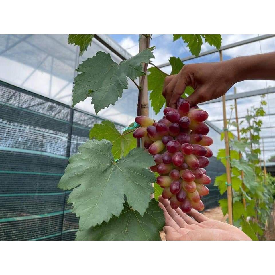 Cây Giống Nho Giống Ngón Tay.