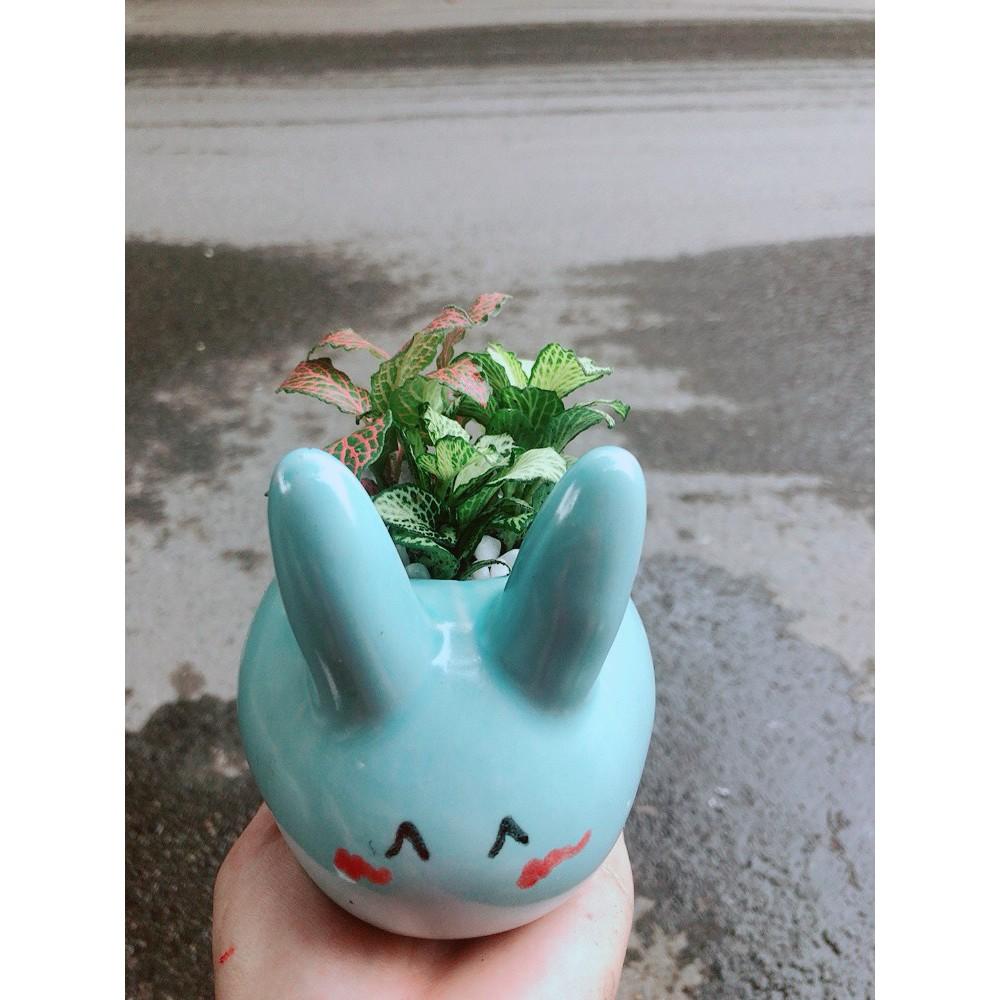 Chậu Cẩm Nhung Thỏ Xanh