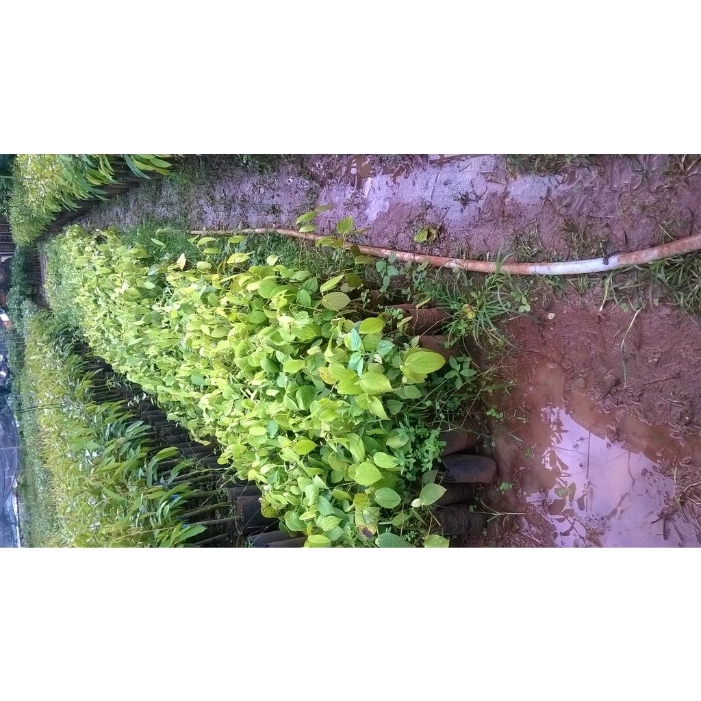 Cây giống Tiêu Chùm Thekken.
