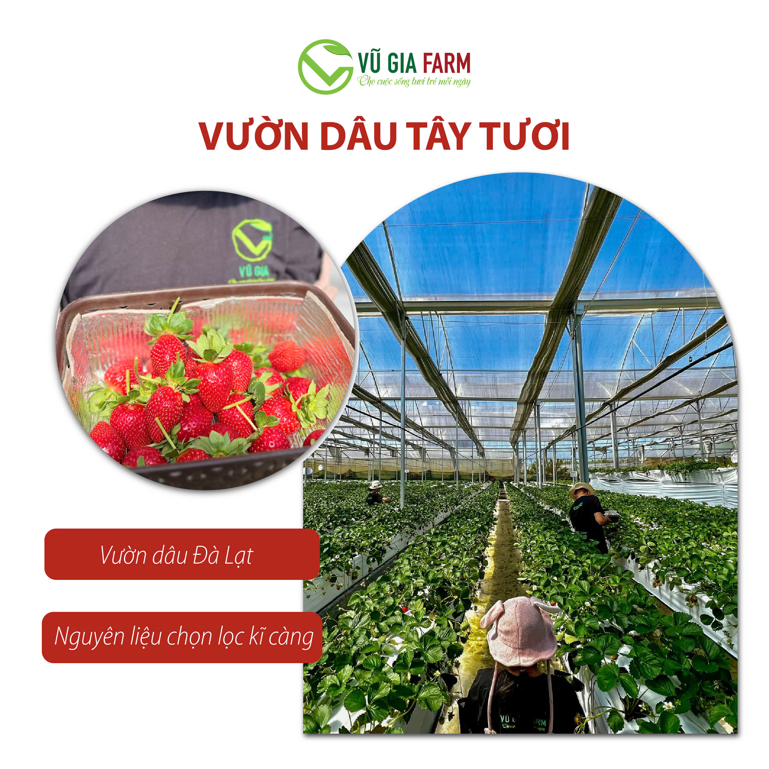 Dâu Tây Sấy Thăng Hoa Nguyên Quả (120g/hũ) - giòn, không đường, chua ngọt nguyên vị