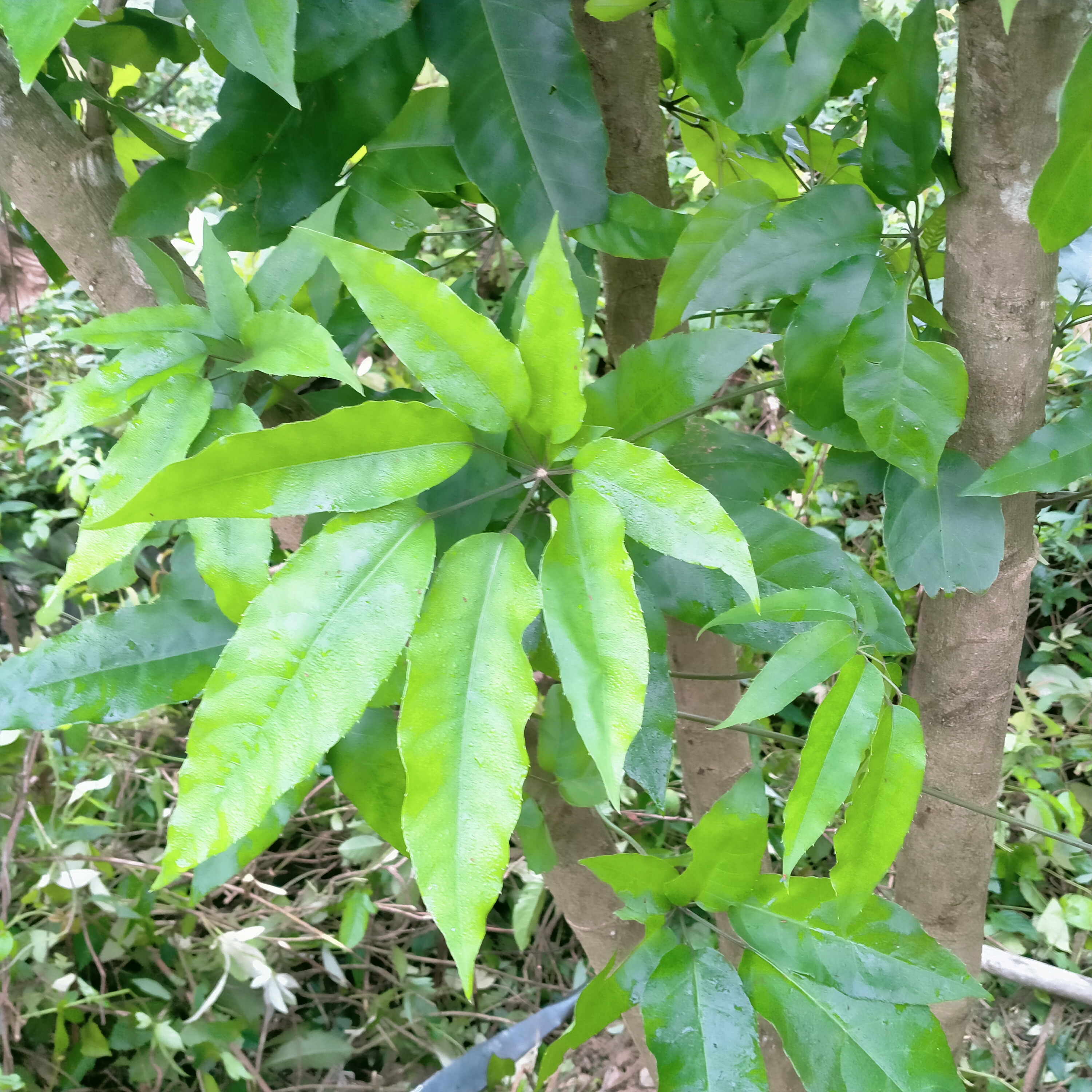 1kg lá lằng lá đắng tươi 60k