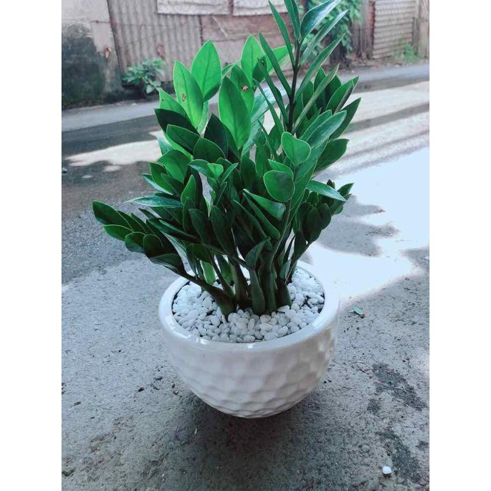 Chậu Kim Tiền Bán Chạy