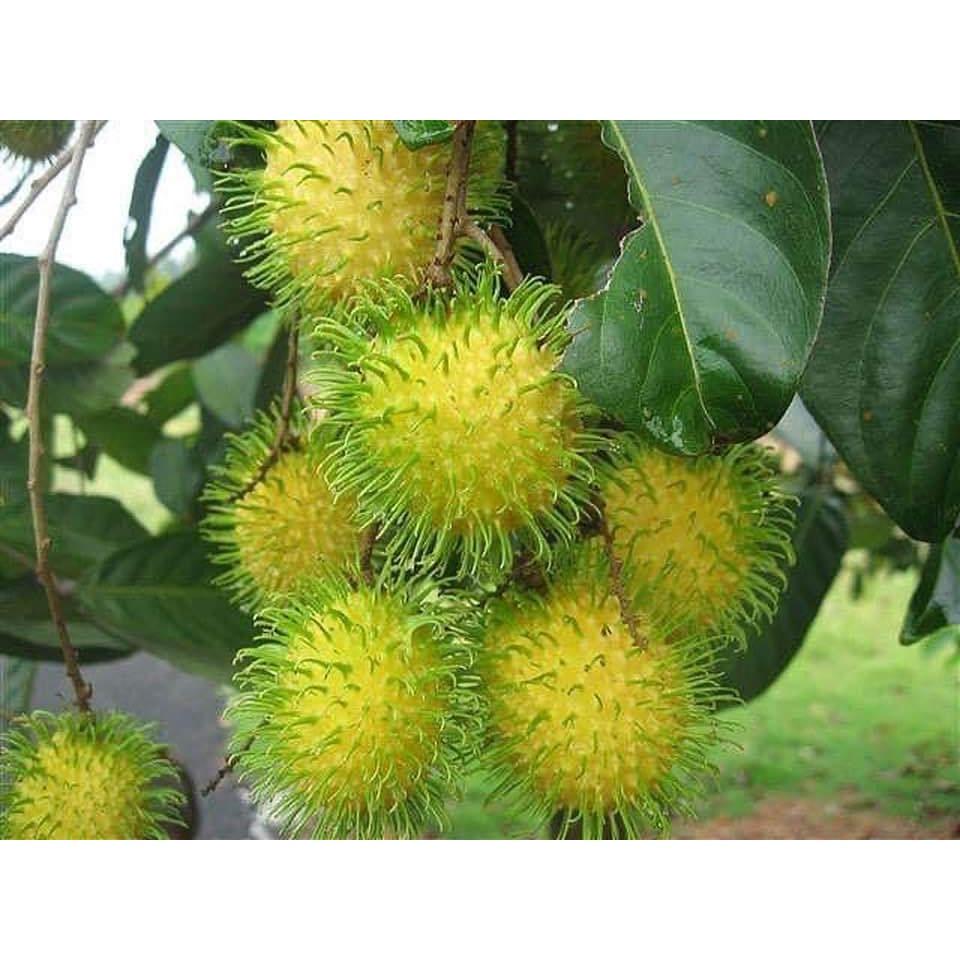 CÂY GIỐNG CHÔM CHÔM RUỘT VÀNG SIÊU SỚM