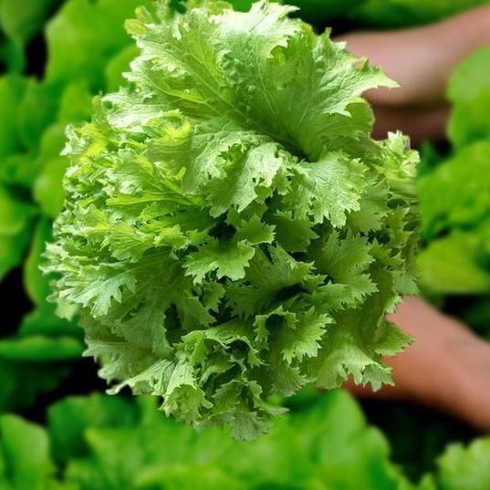 Combo 2 gói Hạt giống rau cải rau cải mù tạc dể trồng - gói 10 gram-tặng kèm gói phân bón lót