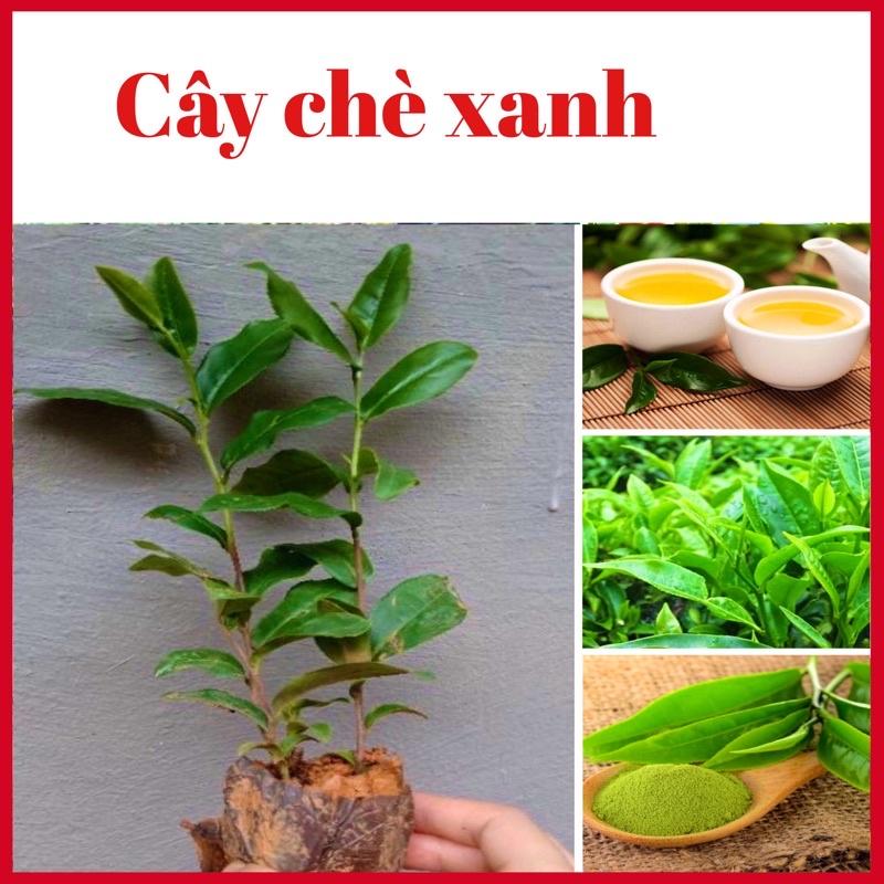 Cây chè xanh Thái Nguyên đã có hoa, cao 35-50cm (ảnh thật hình cuối)