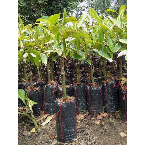 Cây giống sầu riêng dona gốc to 2 năm