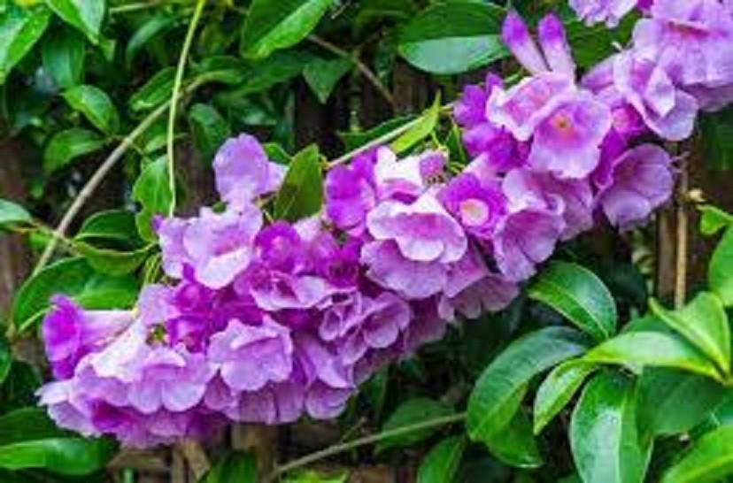 CHUẨN Cây HOA LAN TỎI-lan leo tỏi tím. bầu giống, giá rẻ