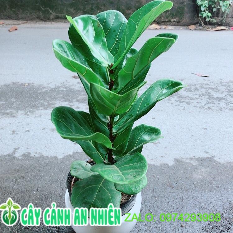 Chậu Cây Bàng Singapore