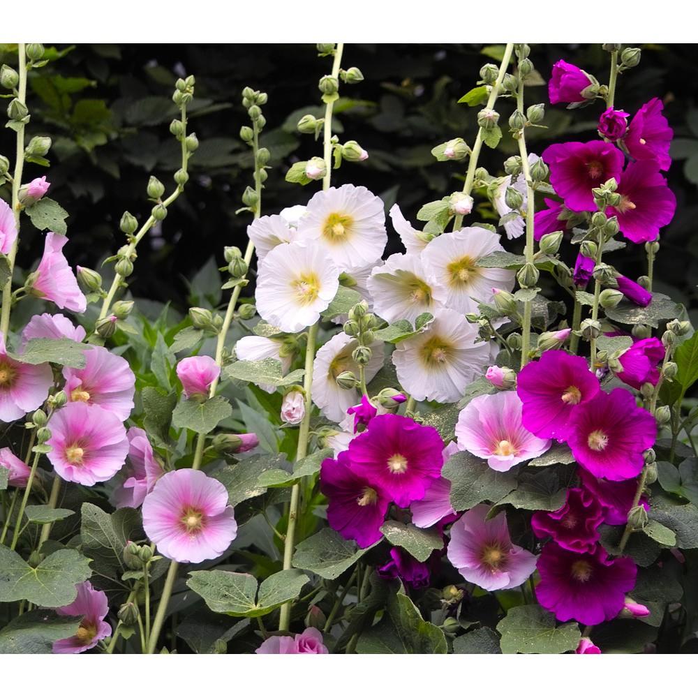 Hạt Giống Hoa Mãn Đình Hồng Đơn Nhiều Màu Mix