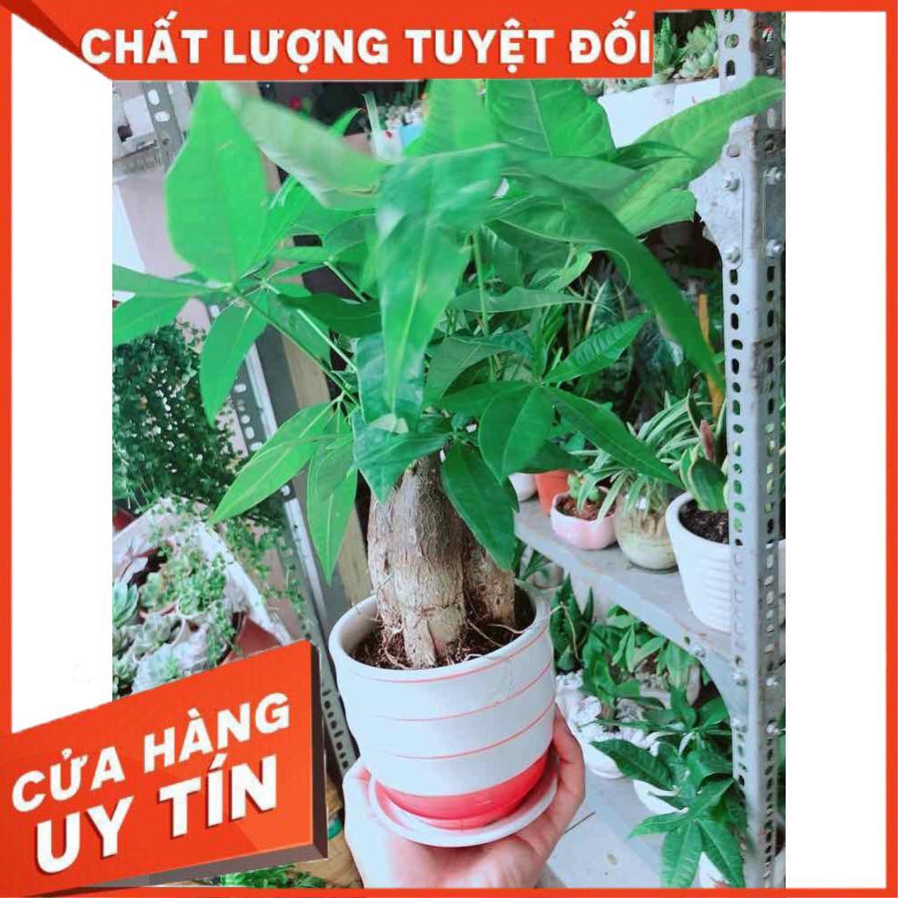 Chậu Kim Ngân 3 Thân Nhiều Người Mua