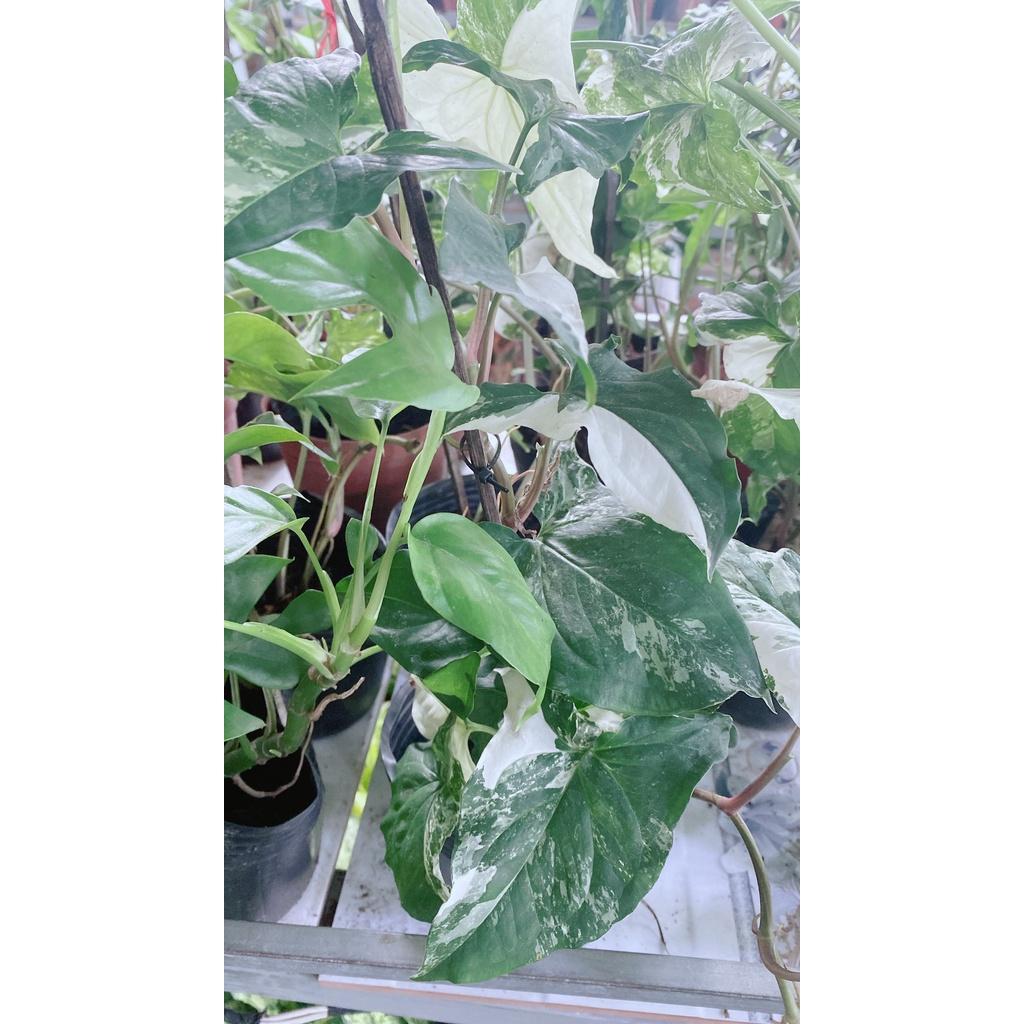 Trầu Bà Én