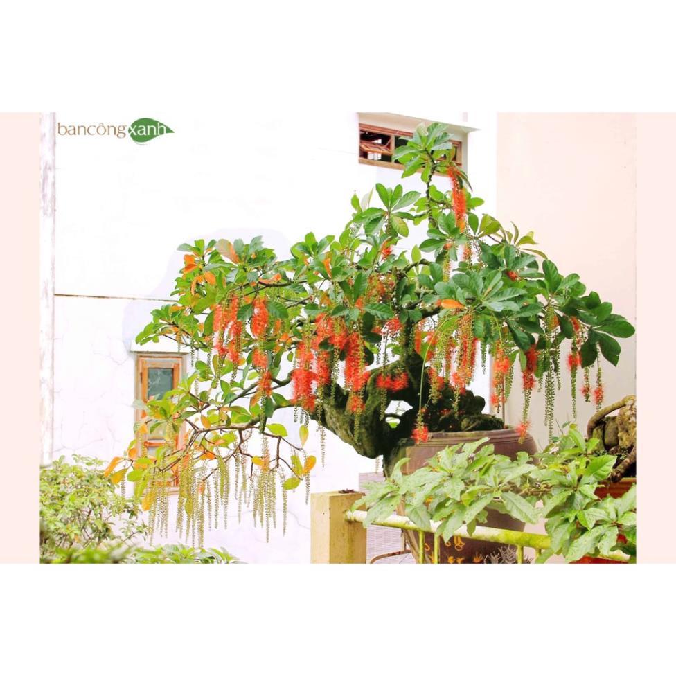 Cây lộc vừng giống cao 20cm -Không giao dc 19 tỉnh Miền Nam