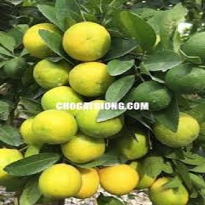 CÂY GIỐNG CÂY CHANH VÀNG KHÔNG HẠT ÚC