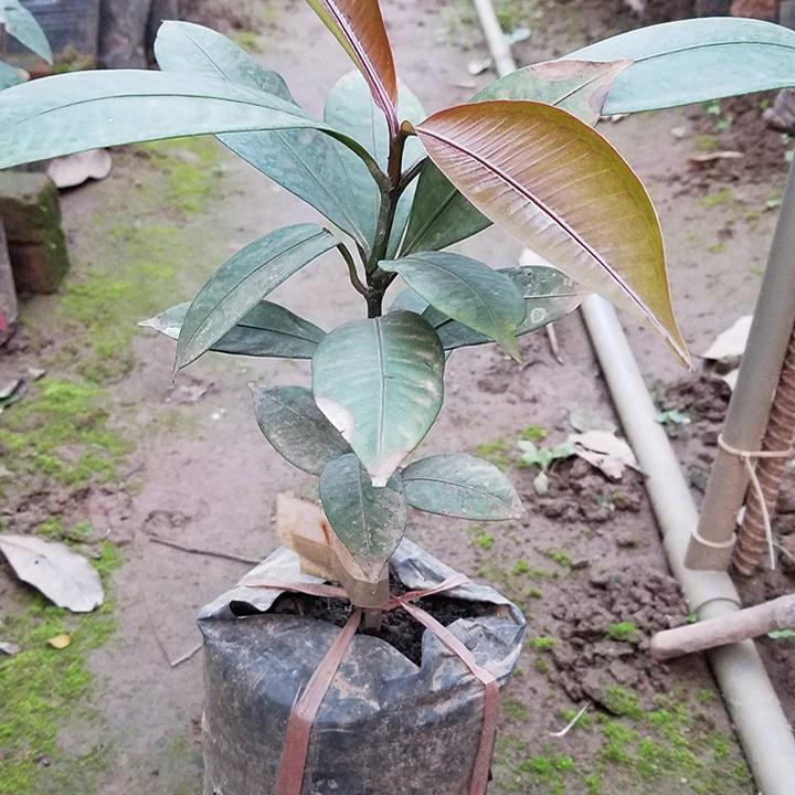 Măng cụt - Cây đặc sản.