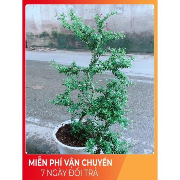 Linh Sam Size Lớn
