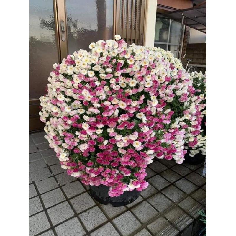 Cúc mâm xôi nhật đổi màu