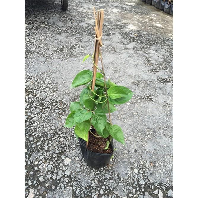 Cây HOA TH I Ê N L Ý cây giống gửi đi nguyên bầu